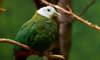 black-naped fruit dove