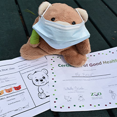 bear with its certificate of good health