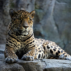 jaguar on a rock