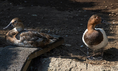 bufflehead duck