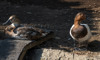 bufflehead duck