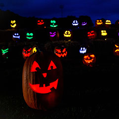 field of pumpkins at Jack O'Lantern Nights