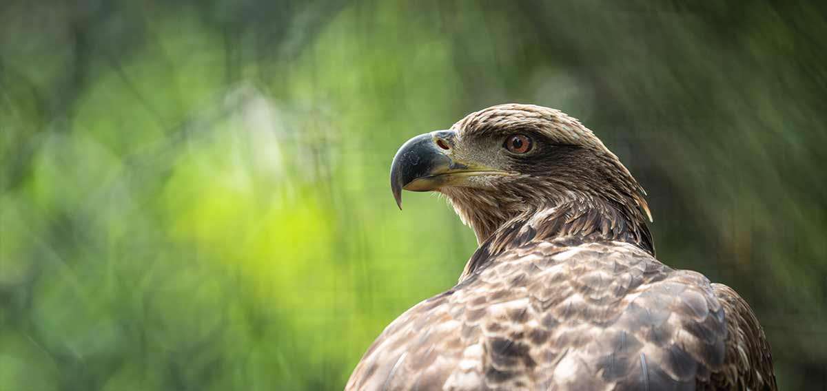 juvenile bald eagle