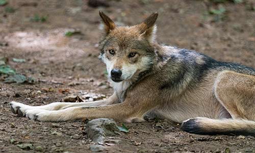 wolf