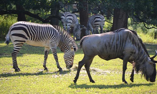 wildeebest and zebra on the African Serengeti