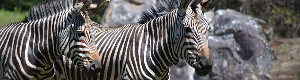 Hartmann’s Mountain Zebras