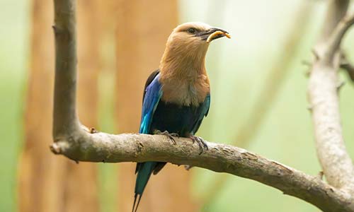 blue-bellied roller
