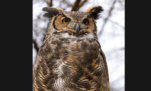 great horned owl