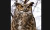 great horned owl