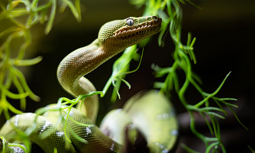 Emerald Tree Boa