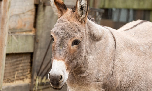 Sardinian dwarf donkey