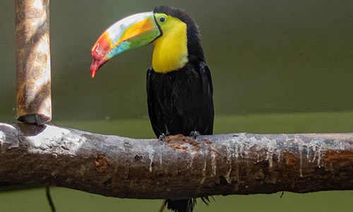 keel-billed toucan