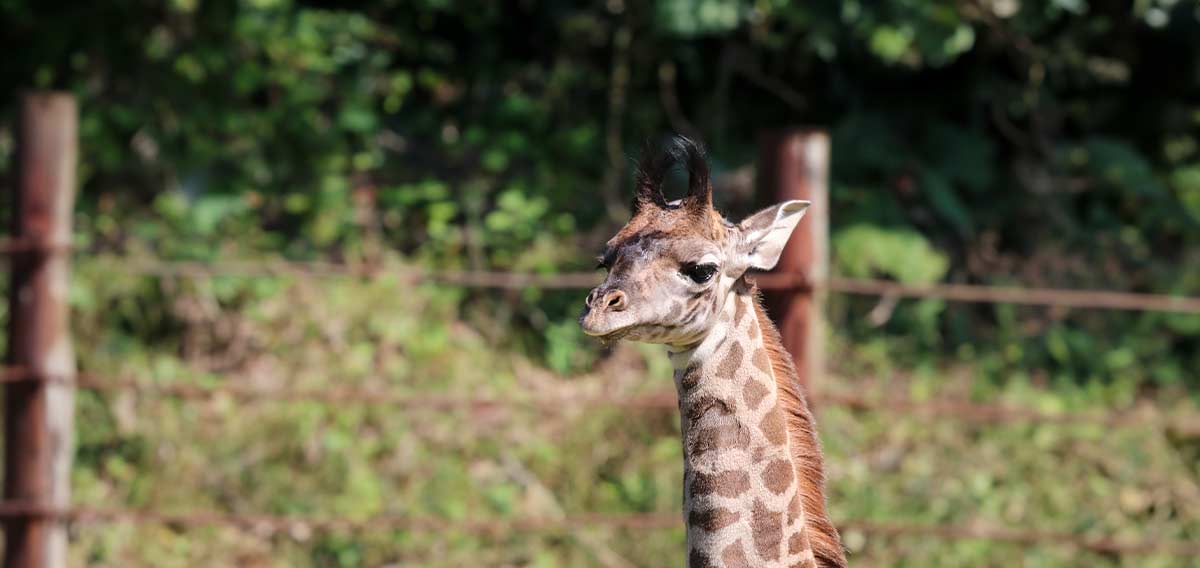 baby giraffe making his exhibit debut
