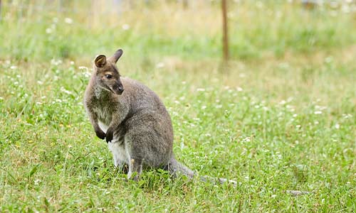 wallaby