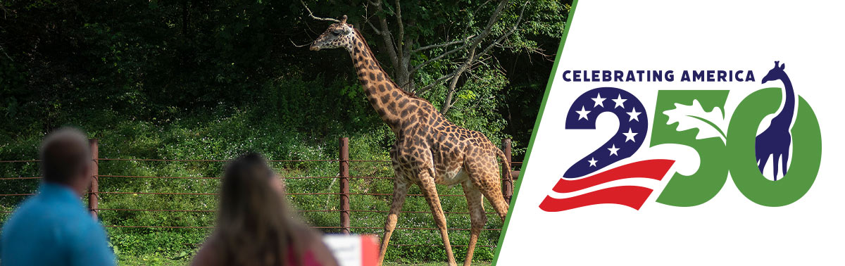 250 logo overlaying photo of guests watching a giraffe