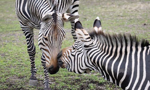 zebras nuzzling noses