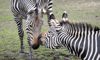 zebras nuzzling noses