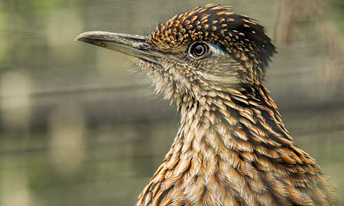 roadrunner