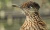roadrunner
