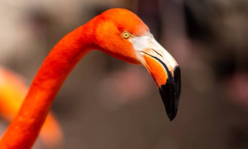 flamingo