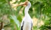 yellow-billed stork