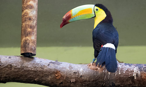 keel-billed toucan