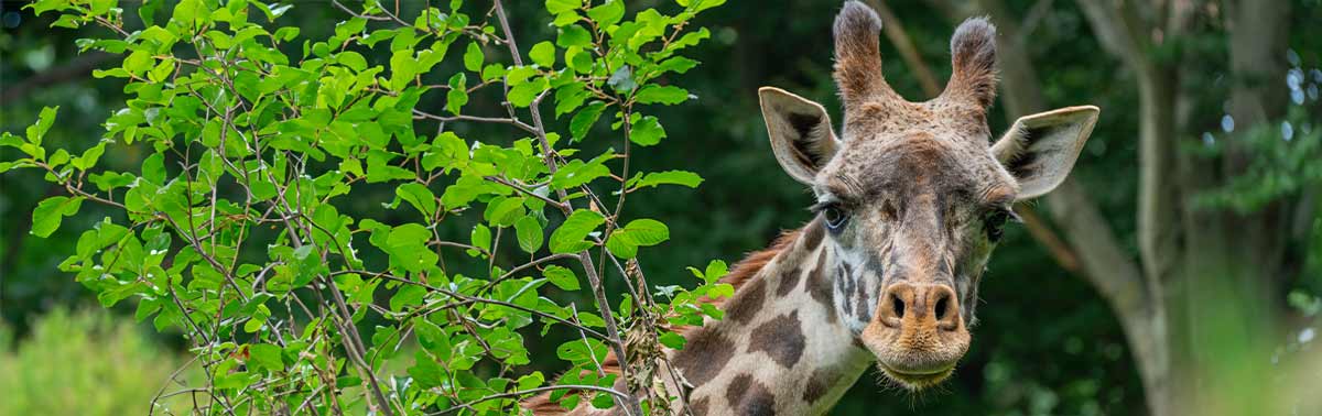 giraffe looking out from behind branches