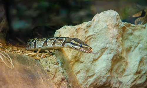 ball python
