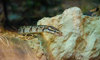 ball python