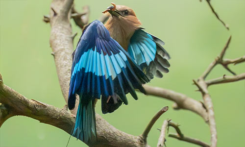 blue-bellied roller