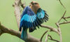 blue-bellied roller
