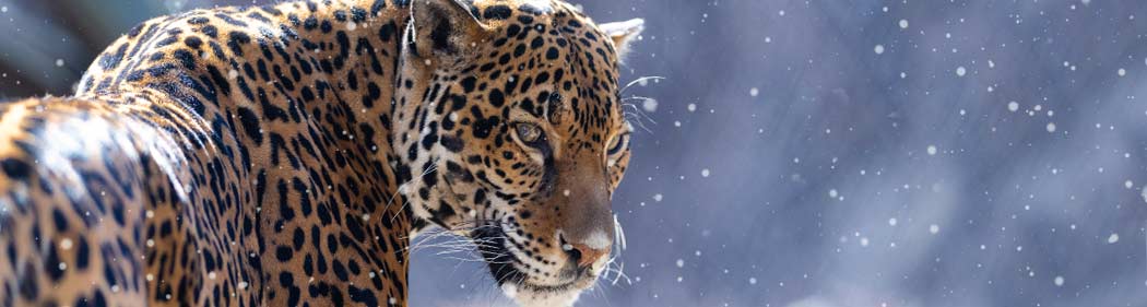 jaguar in the snow