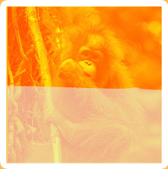 orangutan in oil palm tree