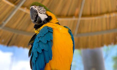 blue and gold macaw