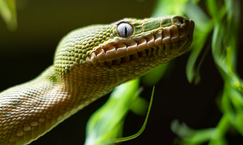 Emerald Tree Boa