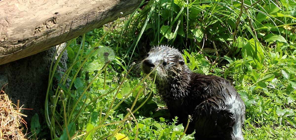 otter kit in the grass