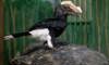 silvery-cheeked hornbill
