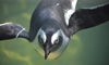 African penguin swimming