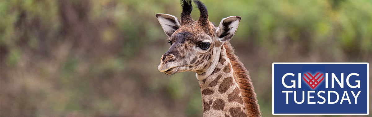 giraffe calf with Giving Tuesday logo