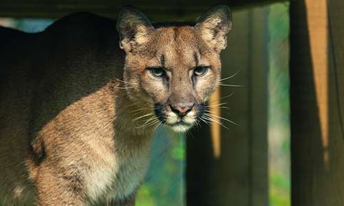 cougar
