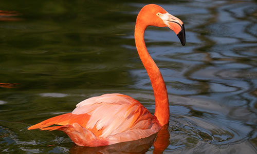 flamingo swimming