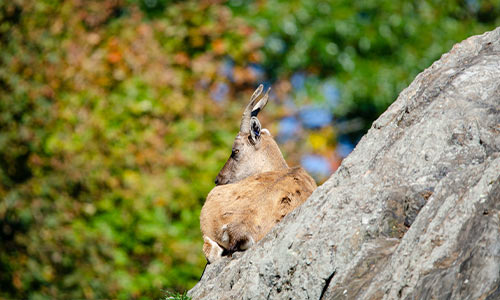 markhor on a rocky cliff with fall foliage in the background