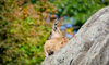 markhor on a rocky cliff with fall foliage in the background