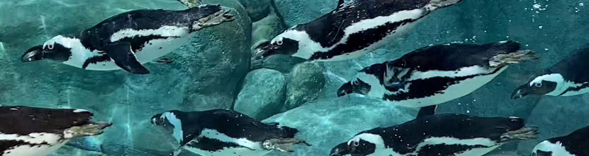 view of African penguins swimming from underwater viewing station