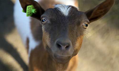 Nigerian dwarf goat