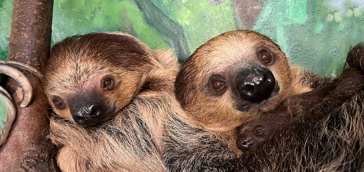 sloth family and baby