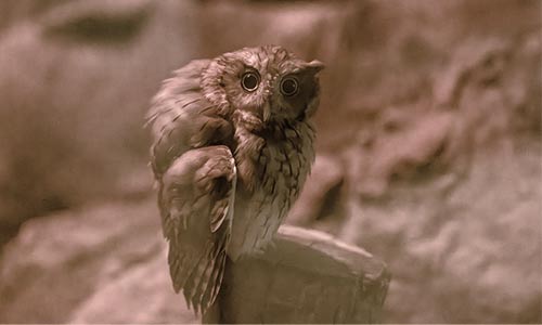 eastern screech owl