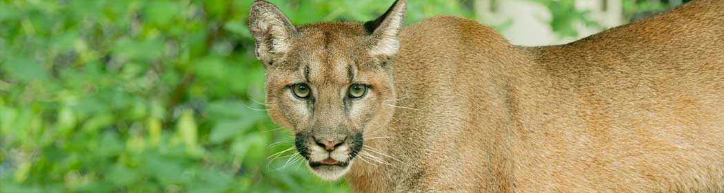 cougar in front of green leaves