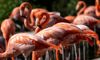 flamingo flock