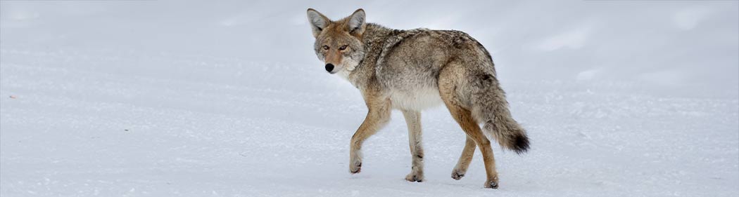 coyote walking in the snow